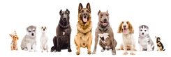 Chiens